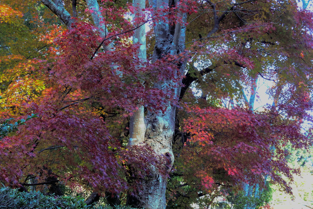 紅葉