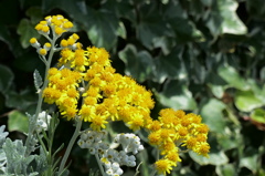 白妙菊