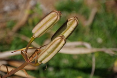 高砂ユリの実