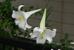 新鉄砲百合