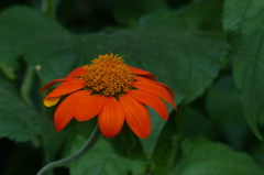 森の中のオレンジ