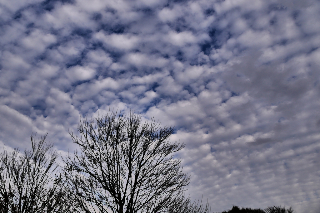 冬の空