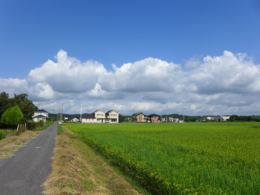 朝から夏雲