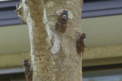 駆け込み求愛