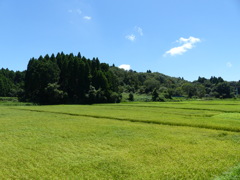田園風景