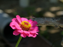 百日草