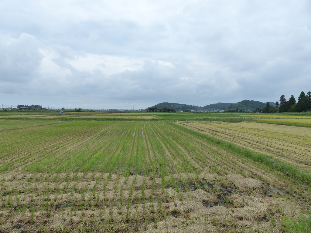 刈入れの済んだ田んぼ