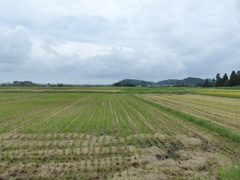 刈入れの済んだ田んぼ