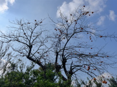 カキ空