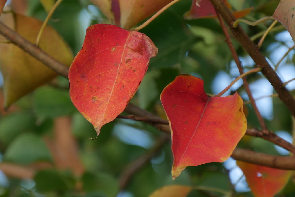 紅葉