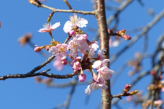 河津桜　1