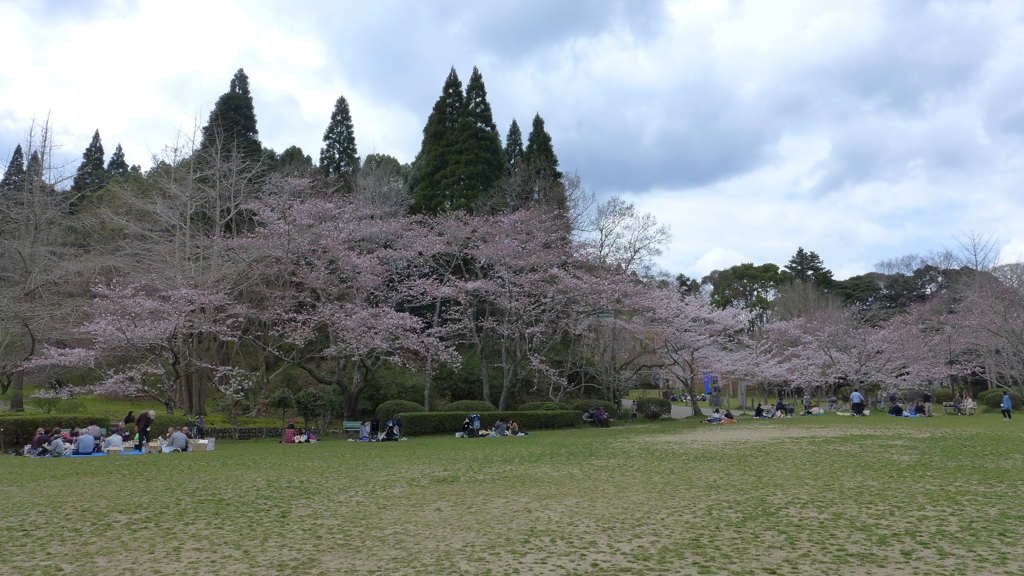 花見風景　1