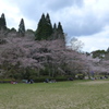 花見風景　1