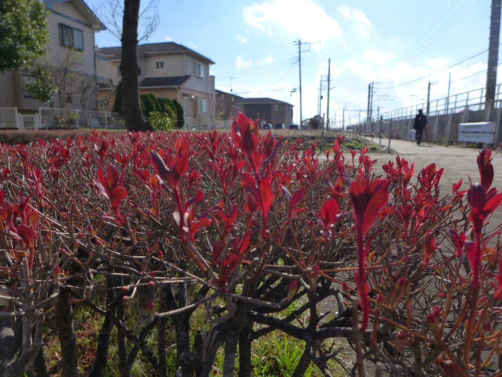 赤い新芽　1