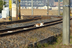 線路を横切るニャンコ
