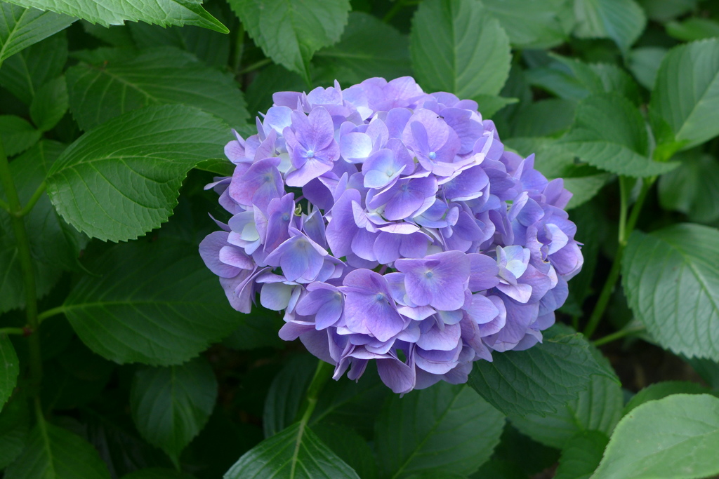 紫陽花