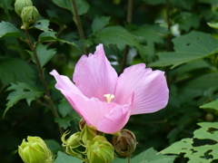 芙蓉