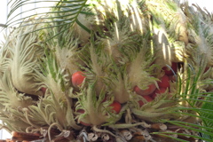 ソテツの新葉、実