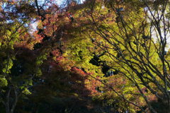 少し紅葉