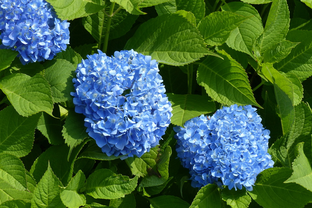 紫陽花