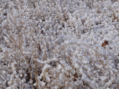 雪化粧　2