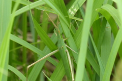 擬態６０点