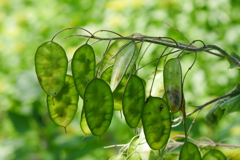 大判草