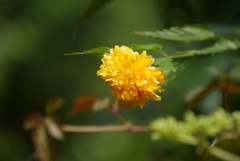 八重の山吹き