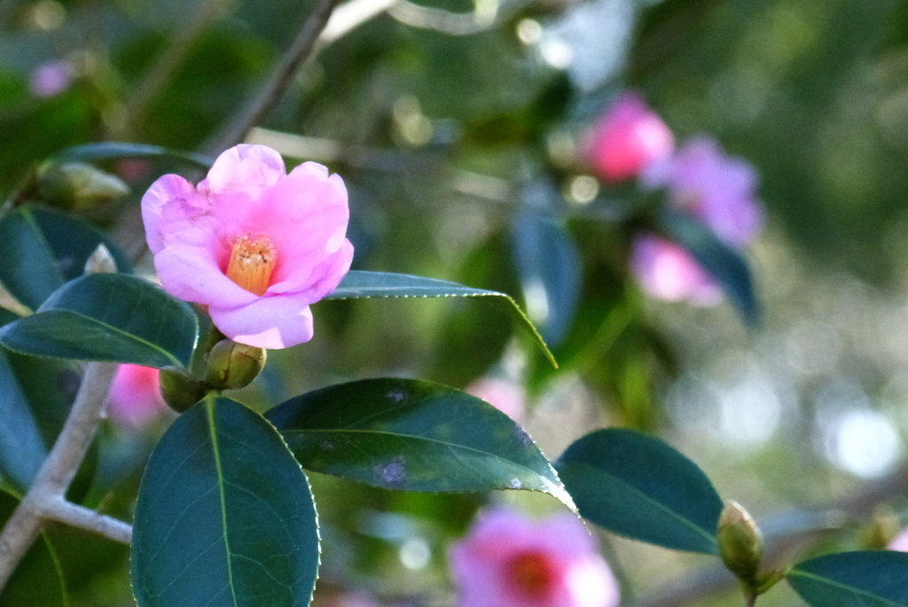 ピンクのツバキ