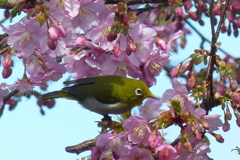 やっとメジロと桜　2