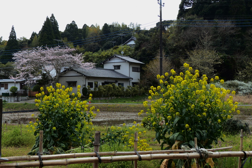 山裾の春風景