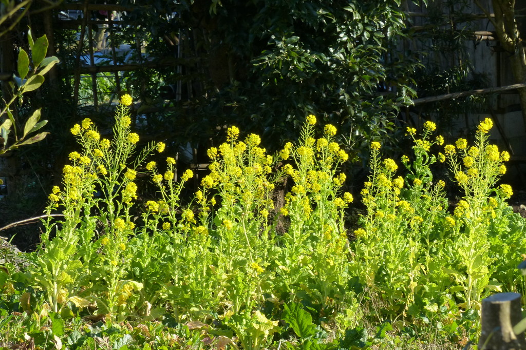 菜の花