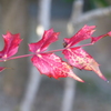 ヒイラギナンテンの紅葉