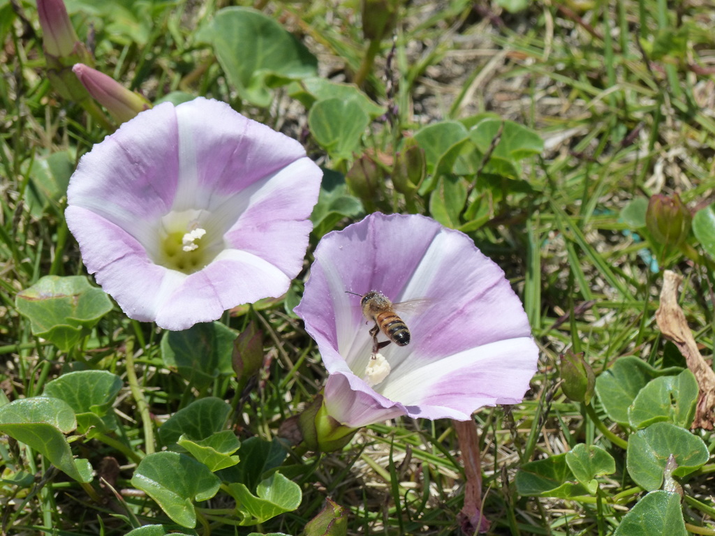 ハマヒルガオと蜂