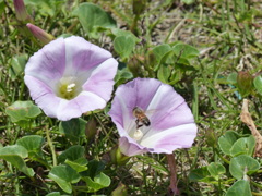 ハマヒルガオと蜂