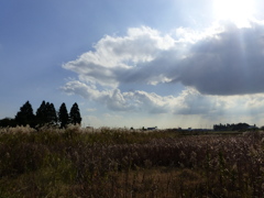 晩秋の草原