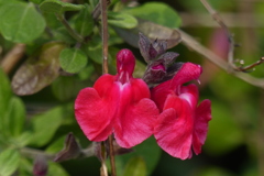 チェリーセージ