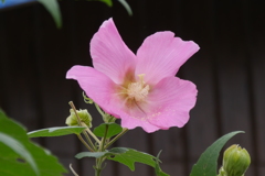 芙蓉