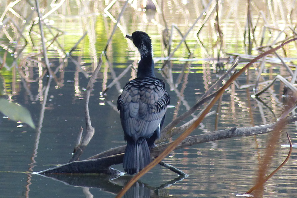 木陰のカワウ