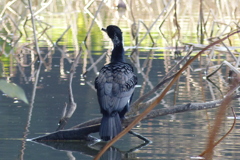 木陰のカワウ