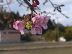 河津桜