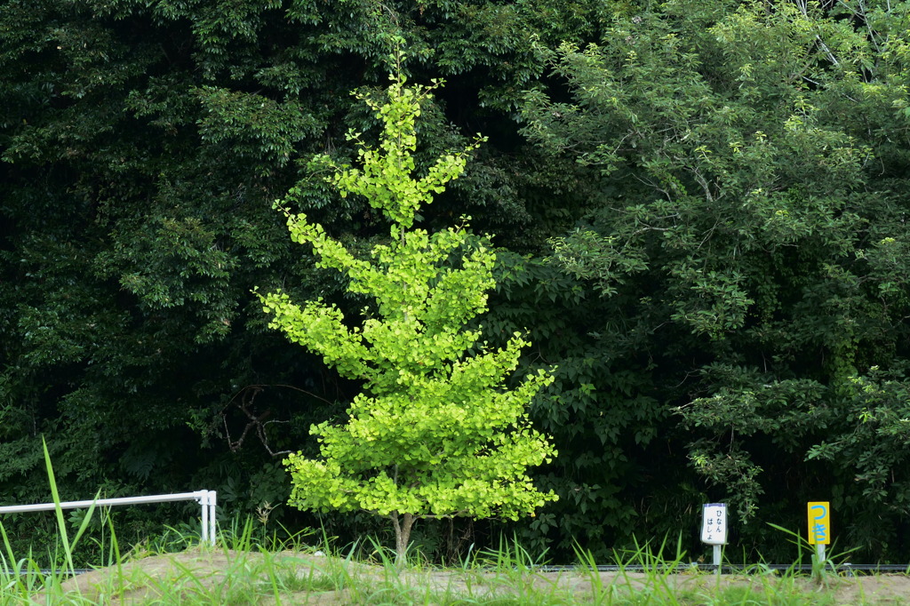 緑の中の緑