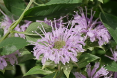 タイマツバナ