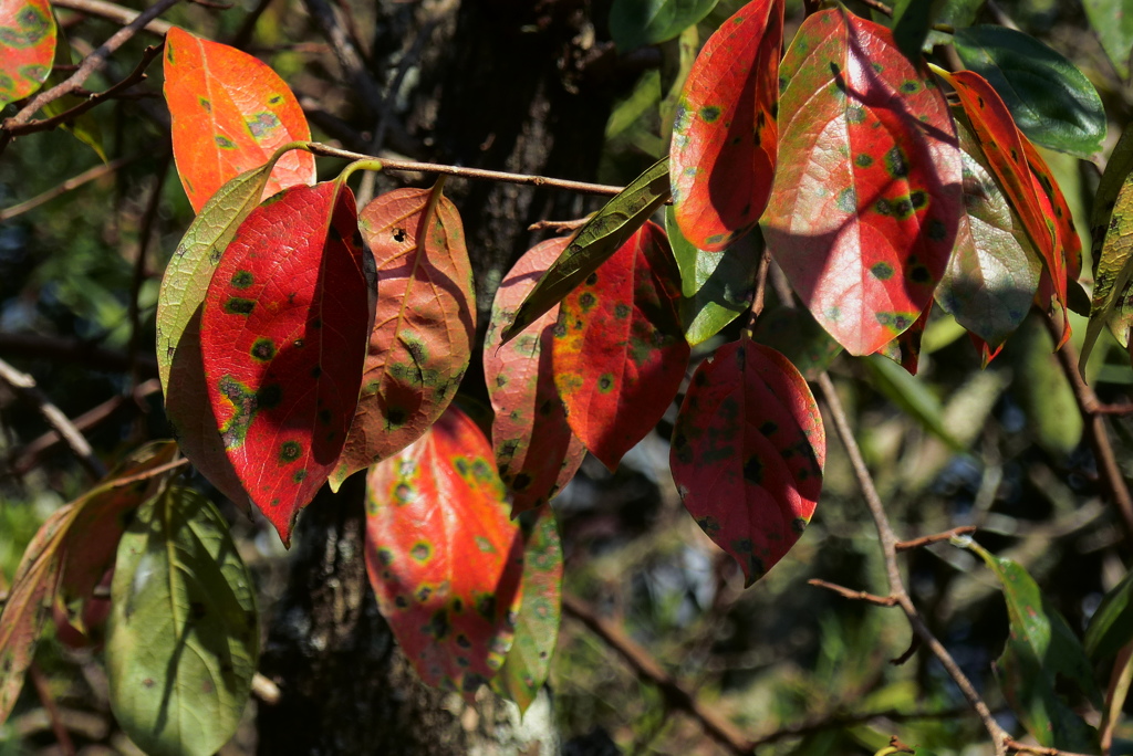 待っていた紅葉