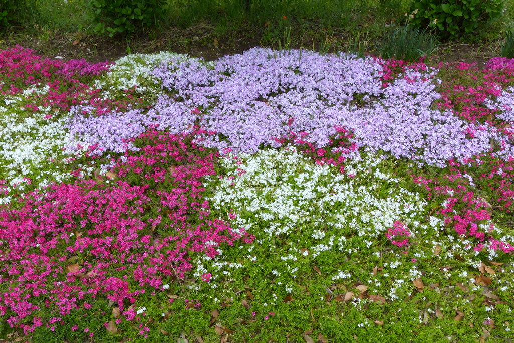 芝桜