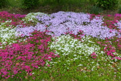 芝桜