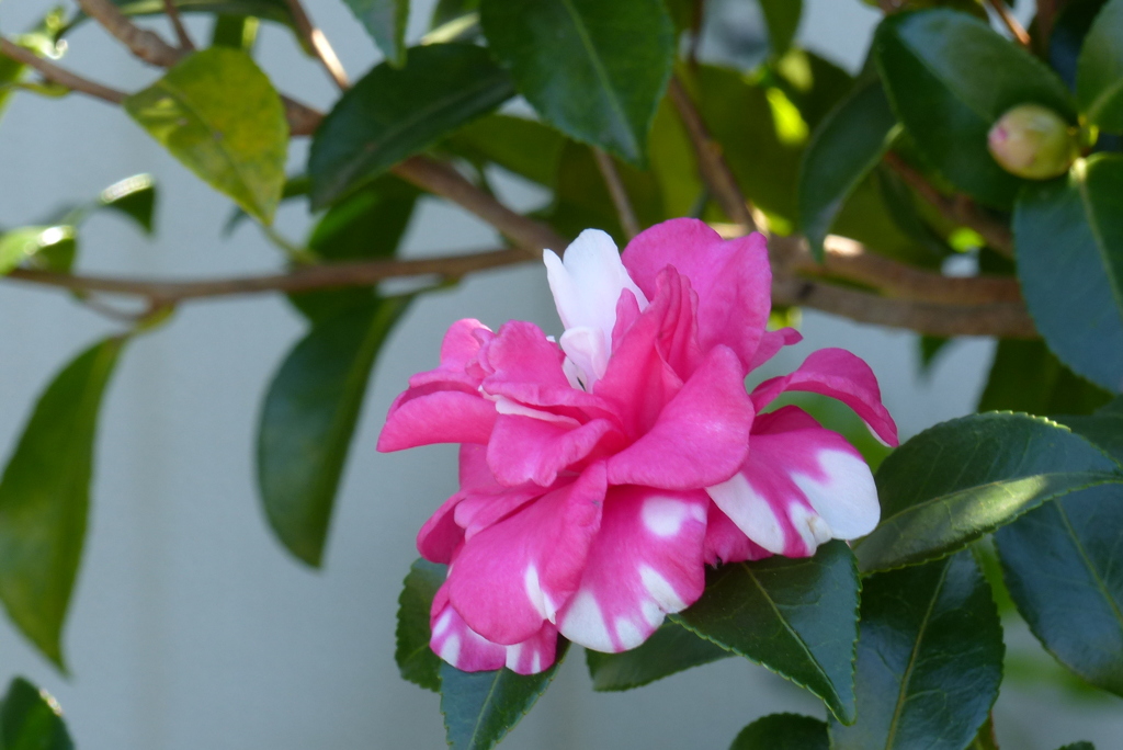 紅白のサザンカ