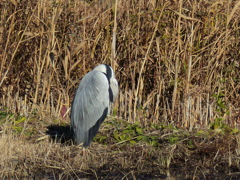 いない、いない