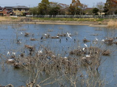 コロニーBの中央部の様子