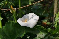 カラー